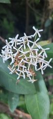 White Jungle Flame
