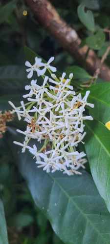 Ixora finlaysoniana
