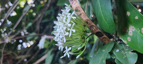 Ixora finlaysoniana