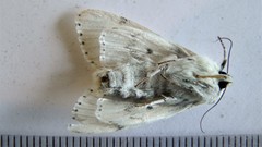 Acronicta vulpina