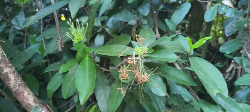 Ixora finlaysoniana