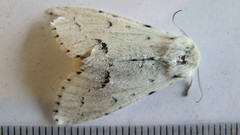 Acronicta vulpina