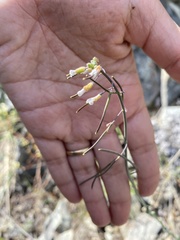 Boechera pauciflora