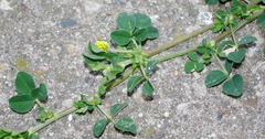 Medicago lupulina