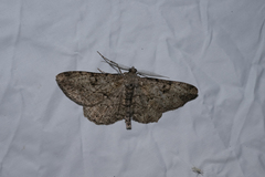 Peribatodes rhomboidaria