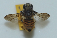 Megachile bicolor