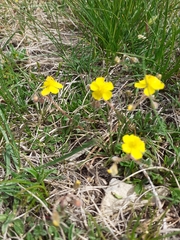 Helianthemum oelandicum
