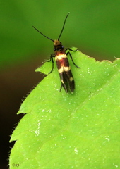 Micropterix aureatella