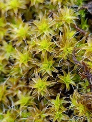 Syntrichia ruraliformis