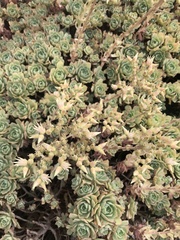 Aeonium castello-paivae