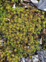 Syntrichia ruraliformis