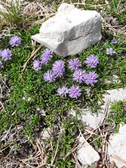 Globularia repens