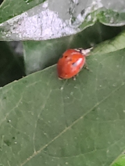 Adalia bipunctata