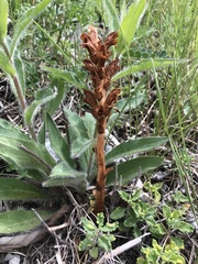 Orobanche teucrii
