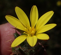 Cullumia aculeata