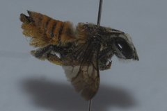 Megachile bicolor