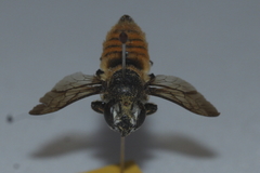 Megachile bicolor