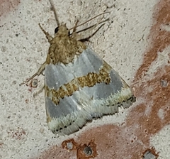 Schinia chryselloides