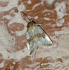 Schinia chryselloides