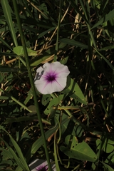 Ipomoea aquatica