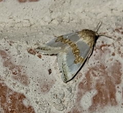 Schinia chryselloides