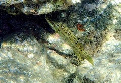 Labrus viridis