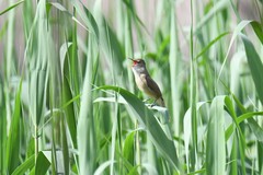 Acrocephalus stentoreus