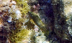 Labrus viridis