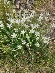 Arenaria grandiflora