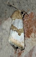 Schinia chryselloides