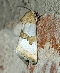 Schinia chryselloides