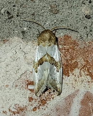 Schinia chryselloides