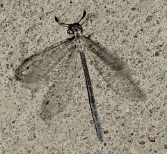 Clathroneuria coquilletti