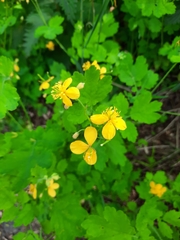 Chelidonium majus