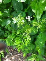 Anthriscus sylvestris