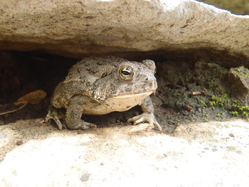 Anaxyrus woodhousii