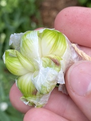 Allium proliferum