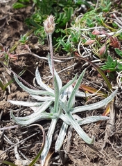 Plantago monosperma