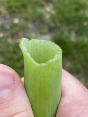 Allium proliferum