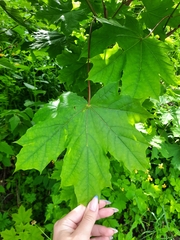 Acer platanoides