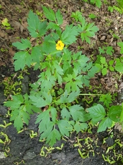 Ranunculus repens