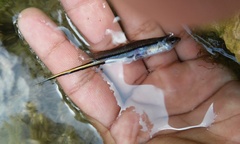 Xiphophorus hellerii