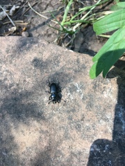 Platycerus marginalis