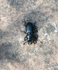 Platycerus marginalis