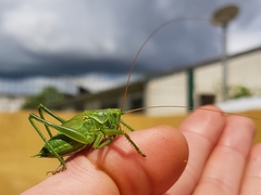 Tettigonia viridissima