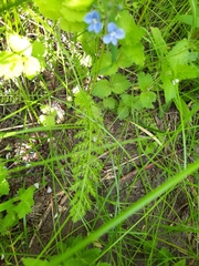 Achillea millefolium
