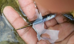 Xiphophorus hellerii