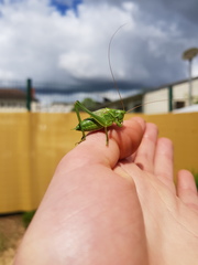 Tettigonia viridissima