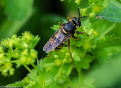 Sphecomyia vespiformis