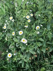Erigeron annuus